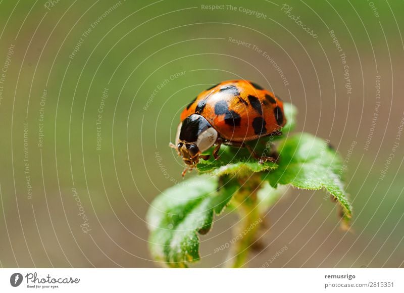 Ladybug Plant Animal Leaf Beetle Red Bug Insect Ladybird Spotted Colour photo Exterior shot Close-up Deserted
