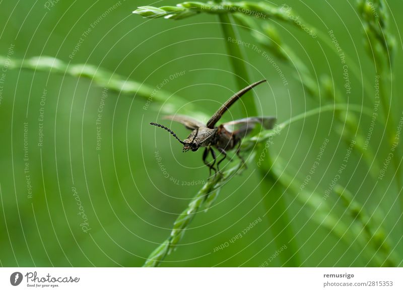 Bug on grass Grass Antenna Wing Green Black fly Insect spring Colour photo Exterior shot Close-up Deserted Morning