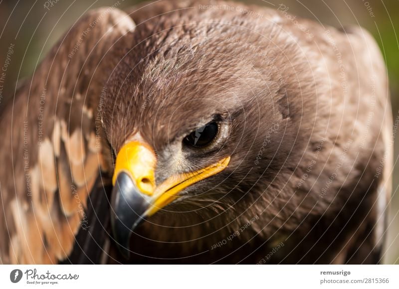 Close-up of a Steppe Eagle Hunting Nature Animal Bird Wild Brown accipitriformes Beak Carnivore chordata Living thing endangered falconry Feather fly Hawk head