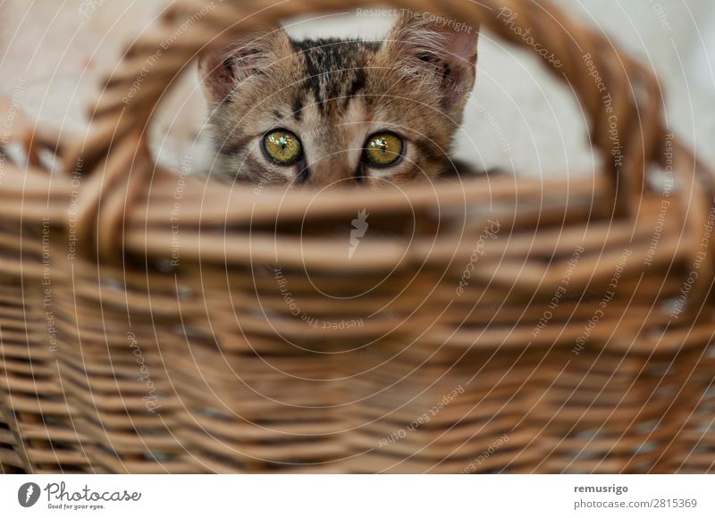 Cat hiding Straw Stripe Sit Basket Hidden Kitten Exterior shot
