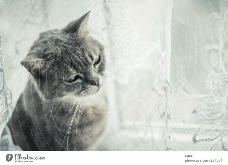 Dorr Schtubndieschorr Window Pelt Animal Pet Cat 1 Authentic Bright Cute Soft Gray Boredom Fatigue Domestic cat Smooth Curtain Window board Animalistic