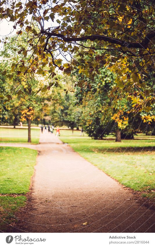 Autumn in Hyde Park, London. Alley City Nature Tree England Beautiful Tourism Attraction Yellow Green Multicoloured Lanes & trails Grass Leaf Walking scenery