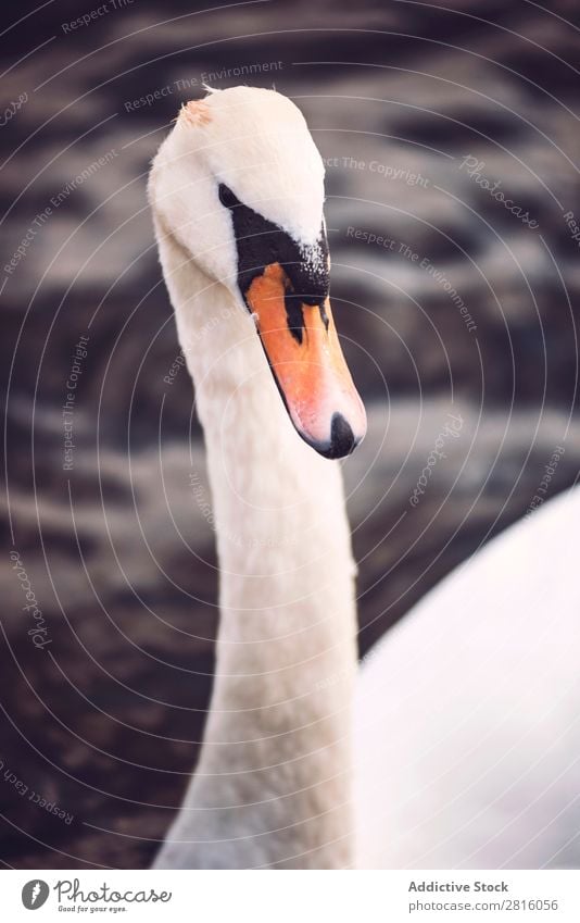 Swan in Hyde Park, London. Lake Bird White Water Nature wildlife Beautiful Animal Purity Peaceful England Vacation & Travel Tourism Exterior shot Great Britain