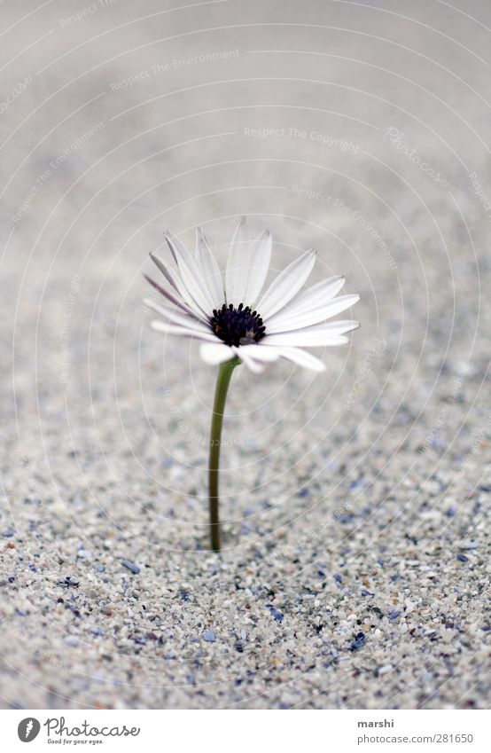 say goodbye Nature Plant Flower Gray White Sand loner Blossoming Marguerite Colour photo Subdued colour Exterior shot Day