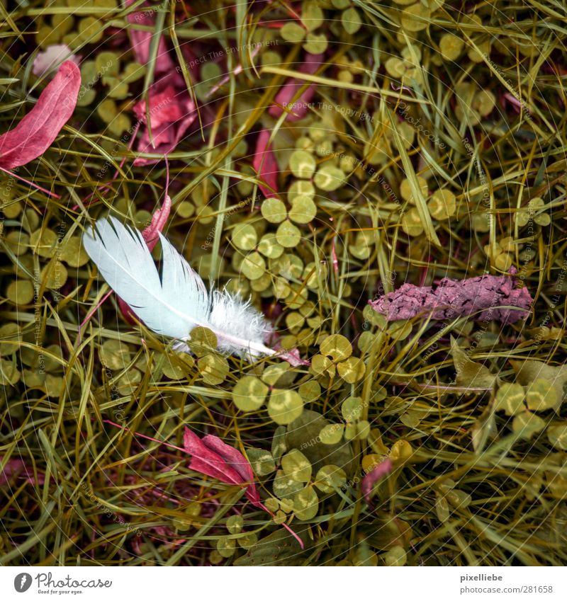 feather Garden Environment Nature Plant Autumn Grass Leaf Park Meadow Animal tracks Natural Green Clover Cloverleaf Autumnal colours Autumn leaves Feather