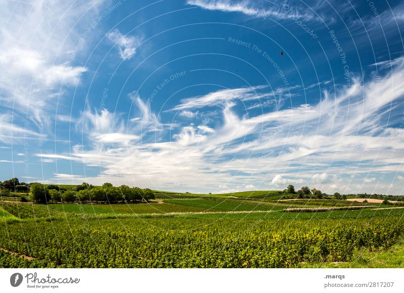 Kaiserstuhl Agriculture Forestry Sky Clouds Summer Beautiful weather Plant Field Relaxation Colour photo Exterior shot Deserted Copy Space top Copy Space middle