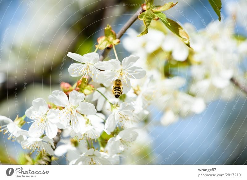 This is what spring looks like Nature Plant Animal Spring Beautiful weather Blossom Agricultural crop Fruit trees Cherry Garden Farm animal Wild animal Bee 1