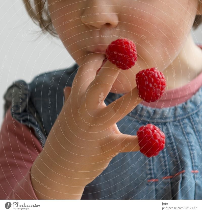 Child nibbles raspberries from his own fingers Food Fruit Raspberry Nutrition Eating Finger food Healthy Vacation & Travel 3 - 8 years Infancy Summer To enjoy