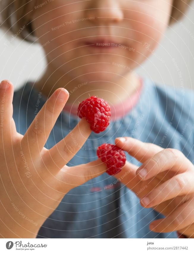Child nibbles raspberries from his fingers and counts them off Food Fruit Candy Eating Finger food Healthy Eating Contentment Vacation & Travel Summer Infancy