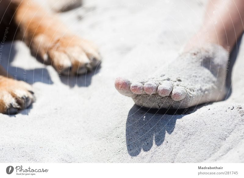 Foot and paw Vacation & Travel Summer Summer vacation Beach Girl Youth (Young adults) Life Feet 1 Human being Sand Animal Pet Dog Relaxation Lie Together