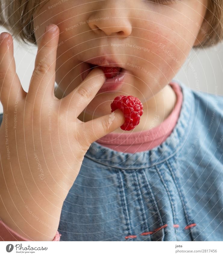 Child nibbles raspberries from his own fingers Food Fruit Candy Eating Finger food Healthy Eating Contentment Summer Girl Infancy Hand 1 Human being 3 - 8 years