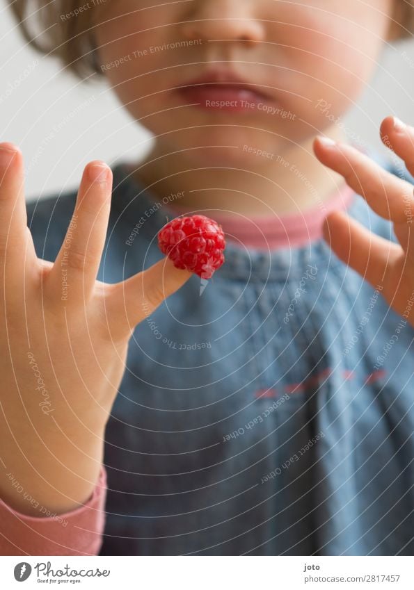 Child nibbles raspberries from his fingers Food Fruit Candy Eating Finger food Healthy Eating Contentment Summer Study Infancy Hand 1 Human being To enjoy Fresh