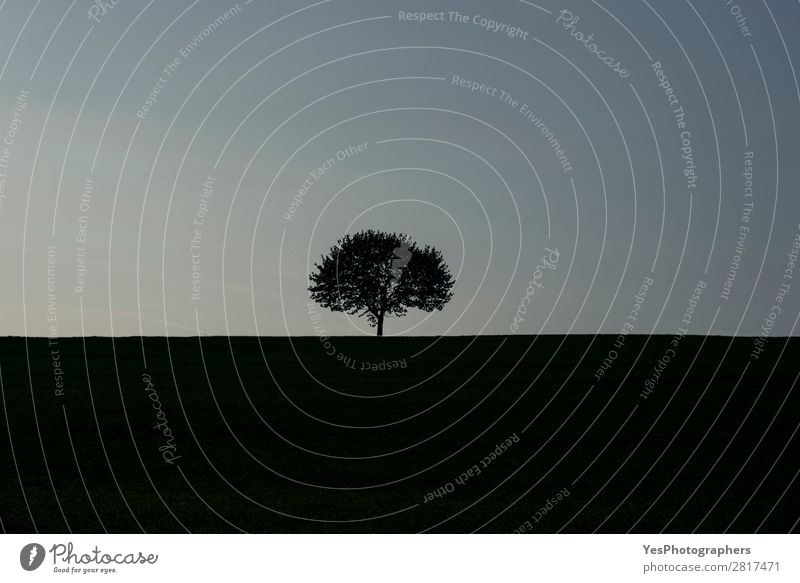 Single tree silhouette at sunrise Life Freedom Summer Environment Nature Sky Tree Meadow Blue Loneliness Spring background Blue sky Conceptual design conceptual