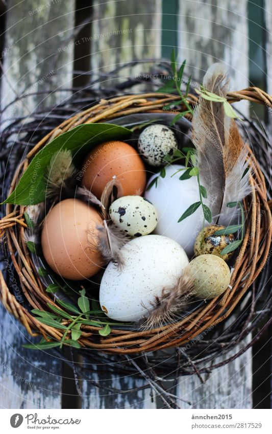 Easter nest Egg Feather Feasts & Celebrations Spring Plant Nest Safety (feeling of) Protection Nature Farm Search Eggshell Hide Life Green White Brown find