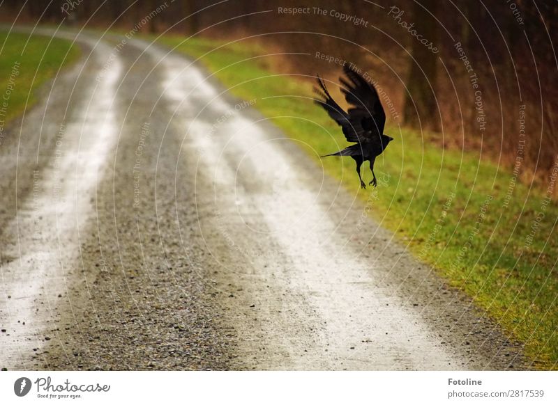 on the run Environment Nature Landscape Plant Animal Elements Earth Sand Grass Park Meadow Wild animal Bird Wing 1 Wet Natural Brown Gray Green Black