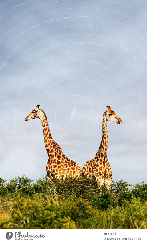 Giraffe Duo Nature Landscape Plant Animal Wild animal 2 Pair of animals Yellow In pairs Safari South Africa Steppe Patch Colour photo Exterior shot Day Sky