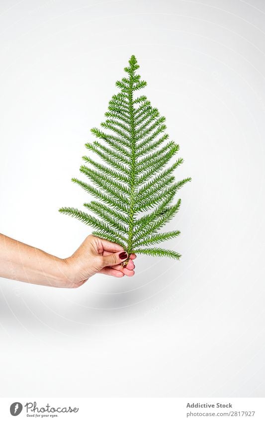 Hand with fir branch Christmas & Advent Decoration Branch Artificial Small Green Tradition bauble Human being Feasts & Celebrations Winter Home Gift decor