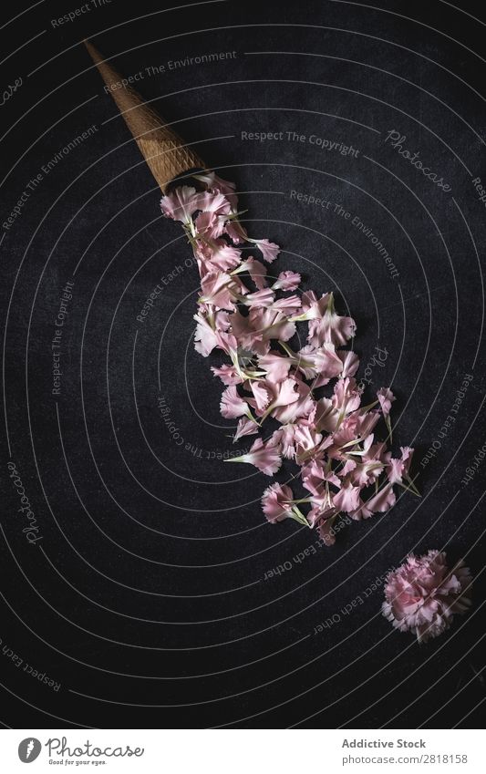 Flowers on black background. Flat lay, top view Background picture Love Pink carnations Cone Consistency Blossom leave Gift valentine Natural Floral Bouquet