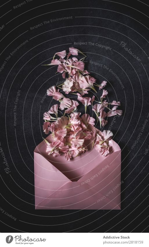 Flowers on black background. Flat lay, top view Background picture Love Pink carnations paper envelope Consistency Blossom leave Gift valentine Natural Floral