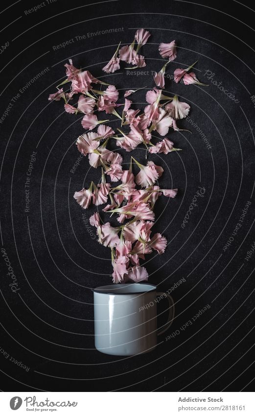 Flowers on black background. Flat lay, top view Background picture Love Pink carnations Cup Consistency Blossom leave Gift valentine Natural Floral Bouquet