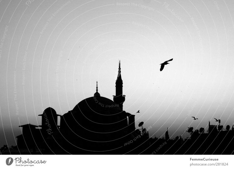 Istanbul. Town Capital city Port City Old town Tourist Attraction Landmark Esthetic Pride Mosque Prayer Religion and faith Minaret Bird Horizon Sky Flying