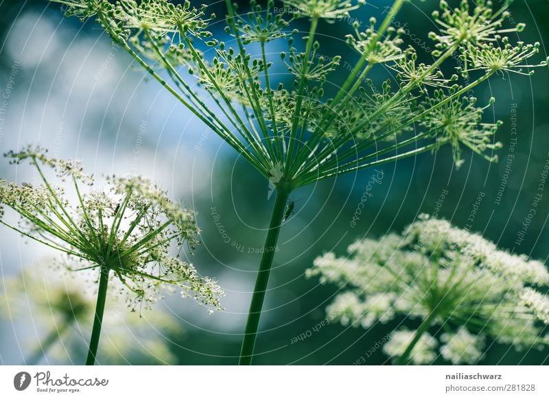 filigree Nature Plant Flower Blossom Wild plant Apiaceae Umbellifer Meadow Field Blossoming Esthetic Green White Fragile Delicate Colour photo Subdued colour
