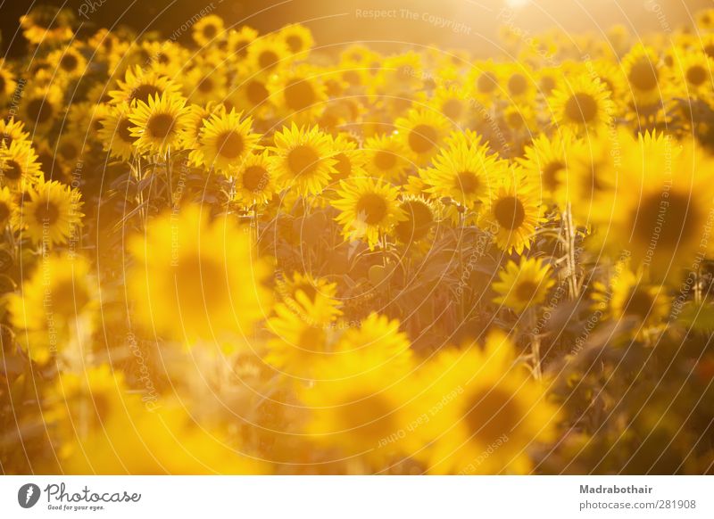 Luminosity of nature Nature Landscape Plant Sunlight Summer Autumn Flower Sunflower Sunflower field Field Illuminate Many Warmth Yellow Warm-heartedness Colour