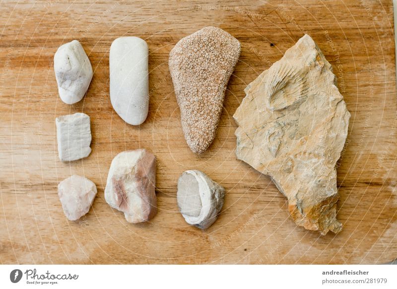 stone collection. Stone Esthetic Structures and shapes Wood White Brown Imprint Mussel Fossil Collection Tidy up Size Complain Similar Elegant Nature Memory