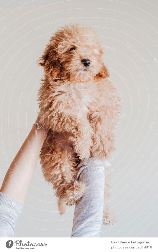 woman holding baby toy poodle at home Lifestyle Joy Happy Beautiful Face Leisure and hobbies Freedom House (Residential Structure) Human being Feminine