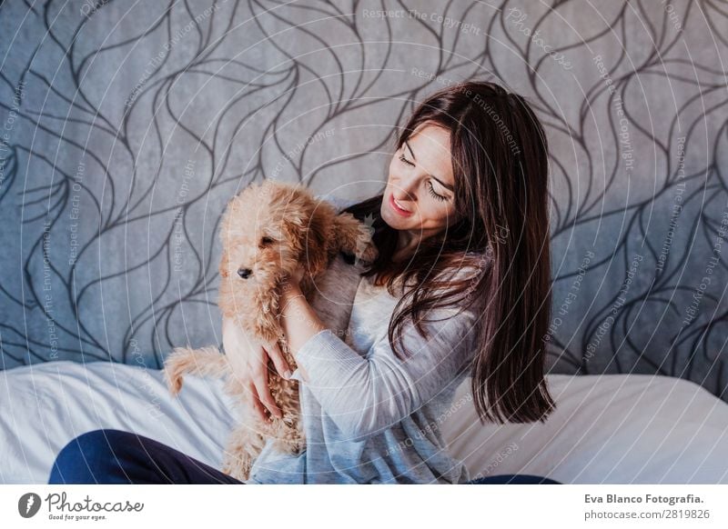 cute brown toy poodle at home with his owner Lifestyle Joy Happy Beautiful Leisure and hobbies Freedom House (Residential Structure) Human being Feminine