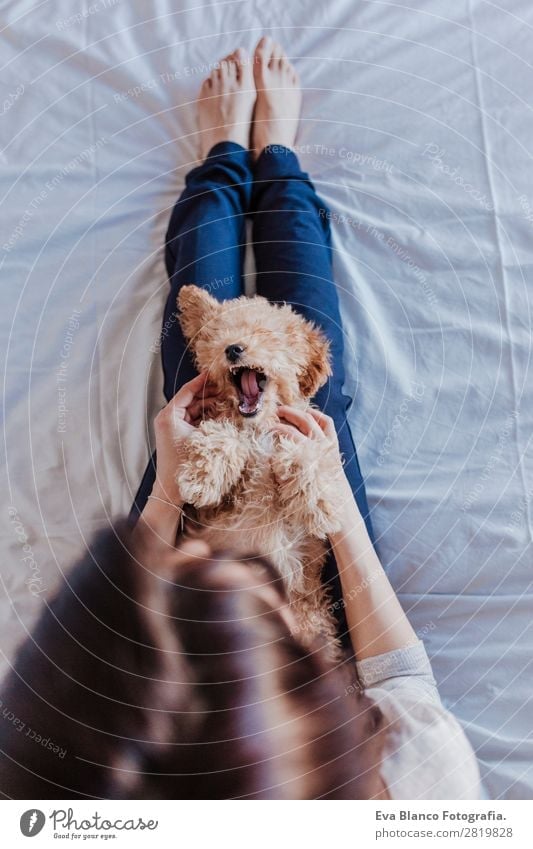 portrait of a Cute brown toy poodle with owner Lifestyle Joy Happy Beautiful Leisure and hobbies Freedom House (Residential Structure) Human being Feminine Baby