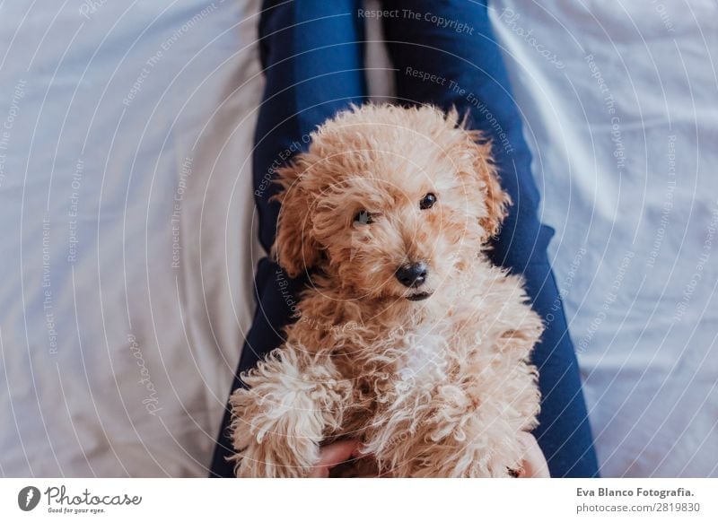 cute brown toy poodle at home with his owner Lifestyle Joy Happy Beautiful Leisure and hobbies Freedom House (Residential Structure) Human being Feminine