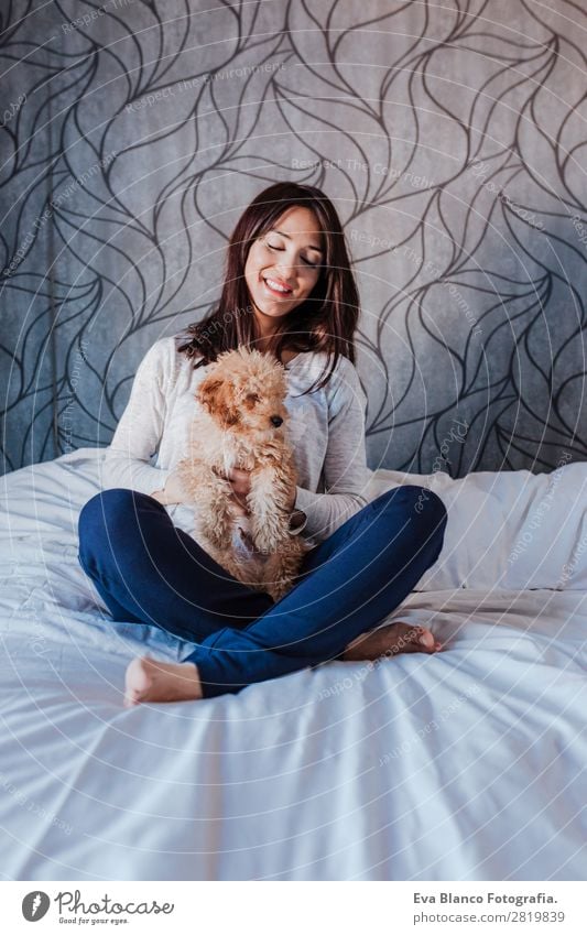 Cute brown toy poodle with his owner at home Lifestyle Joy Happy Beautiful Leisure and hobbies Freedom House (Residential Structure) Human being Young woman