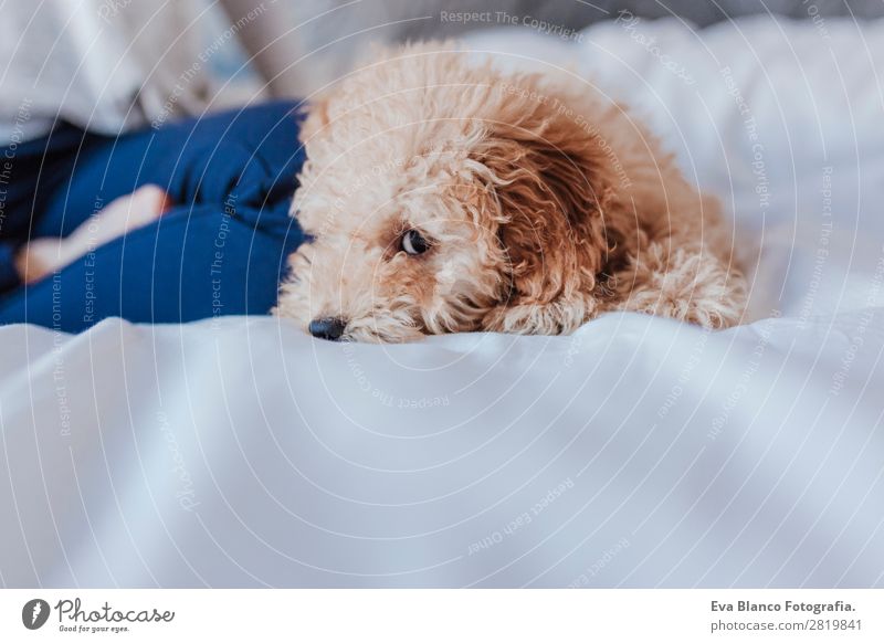 Cute toy poodle with his young owner at home Happy Beautiful Life Vacation & Travel Sofa Feminine Young woman Youth (Young adults) Woman Adults 1 Human being