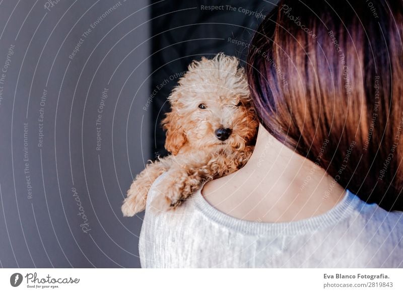 Cute toy poodle with his owner at home Lifestyle Joy Happy Beautiful Leisure and hobbies Freedom House (Residential Structure) Human being Feminine Young woman
