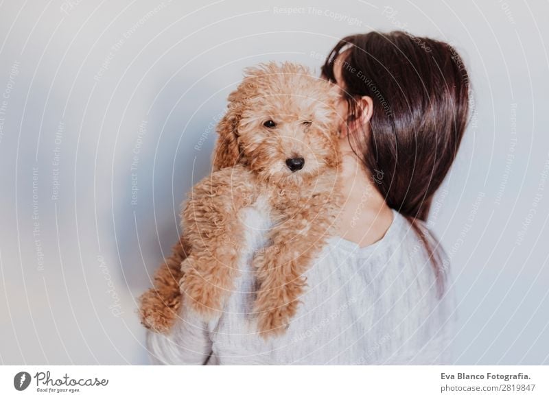 Cute brown toy poodle with his owner at home Lifestyle Joy Happy Beautiful Leisure and hobbies Freedom House (Residential Structure) Human being Feminine