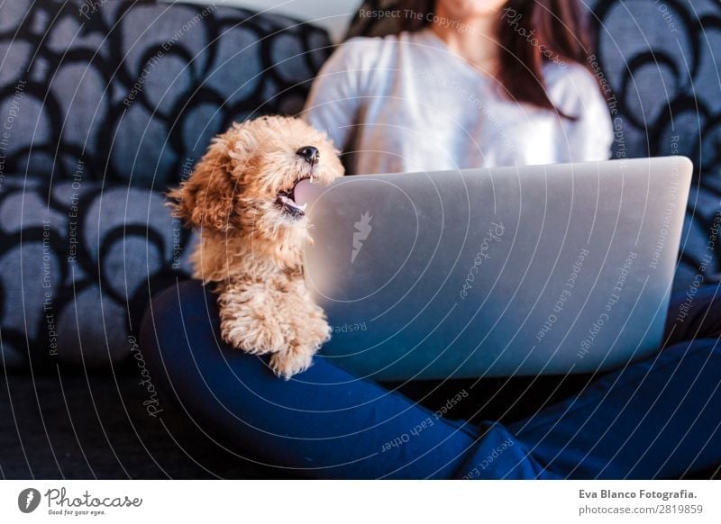 Cute toy poodle with his young owner at home Lifestyle Joy Happy Beautiful House (Residential Structure) Sofa Cellphone PDA Notebook Technology Human being
