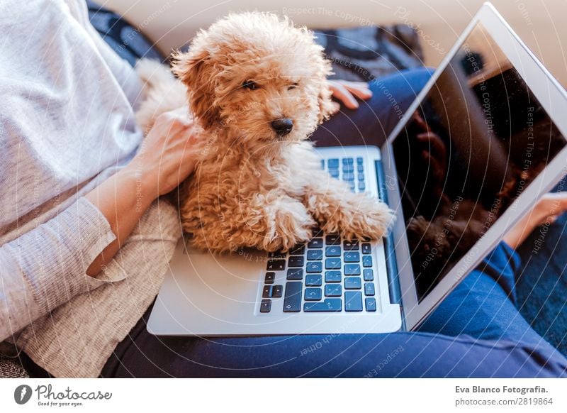 Cute toy poodle with his young owner at home. Lifestyle Joy Happy Beautiful House (Residential Structure) Sofa Cellphone PDA Notebook Technology Human being