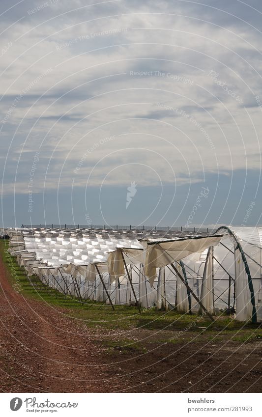 under foil Nature Landscape Clouds Sunlight Summer Beautiful weather Agricultural crop Hill Growth Bright Warmth White Greenhouse Plastic-wrapped bed Field