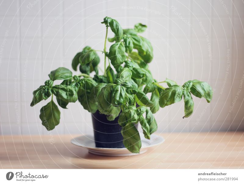 basil. Food Herbs and spices Plate Pot Growth Life Tile Wood Board Black Flowerpot Foliage plant Middle Smooth Kitchen White Green Leaf Soft Fresh Healthy Dish