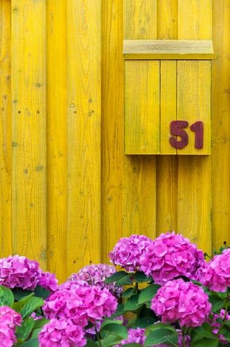 51 Living or residing Flower Wooden wall Mailbox Digits and numbers Yellow Violet Colour Ecological Colour photo Exterior shot Structures and shapes Deserted