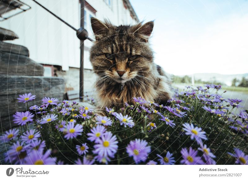 Cat sitting in flowers at street Street Flower Ambush Sit Animal Summer Pet Brown Fluffy Earnest Loneliness Day furry fauna Wild Striped tabby Mammal Nature
