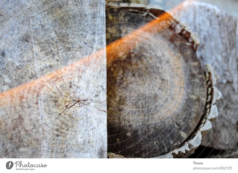 matured wood Nature Dry Gray Wood Firewood Weathered Tree trunk sawed Cross-section Annual ring Log Subdued colour Exterior shot Close-up Detail Deserted