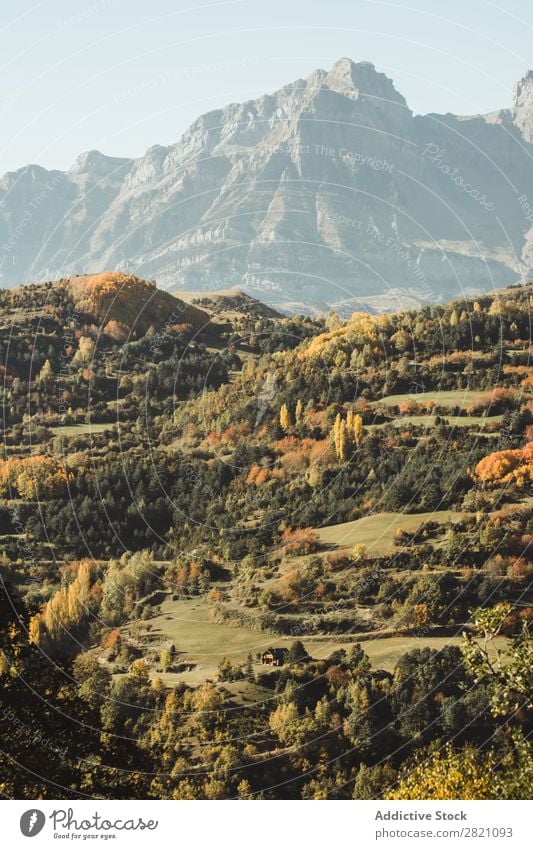 Sunny high hill and autumn forest Forest Mountain Hill Autumn Orange Landscape Peak Nature Environment scenery Natural Vacation & Travel Beautiful Vantage point