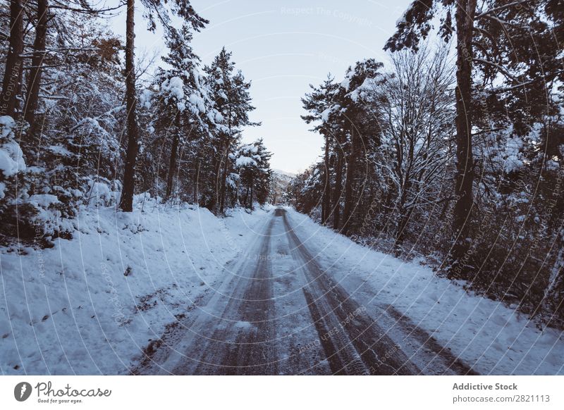 Road in forest in snow Street Winter Forest Snow Cold Asphalt Landscape White Nature Seasons Ice Frost Drive Vacation & Travel Frozen Weather Countries Rural