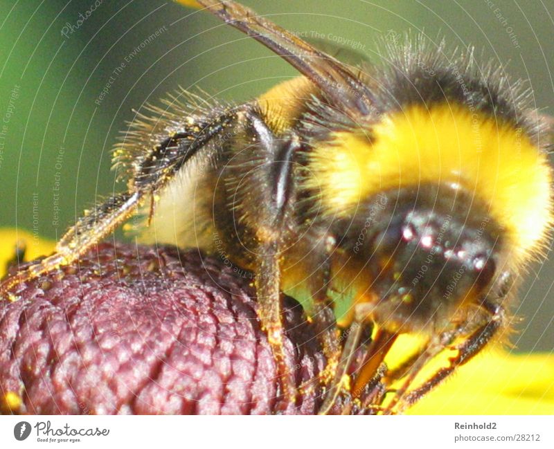 grumbler Soft Bumble bee Far-off places Garden tele g3 Tongue