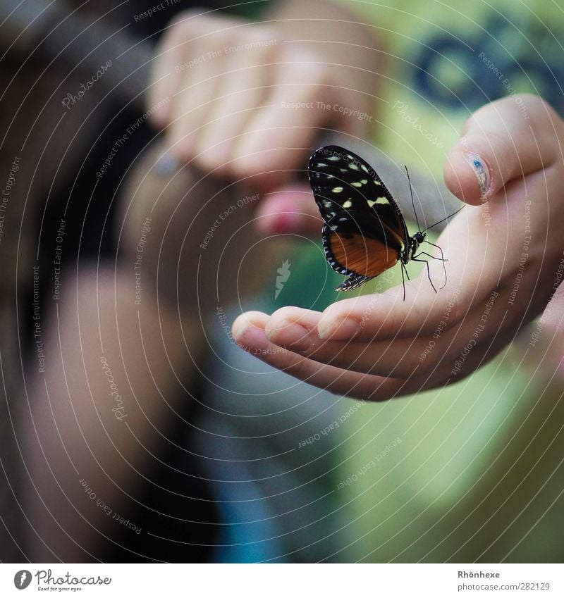 Magic moment Hand Butterfly Zoo 1 Animal Happy Calm Close-up Shallow depth of field Animal portrait