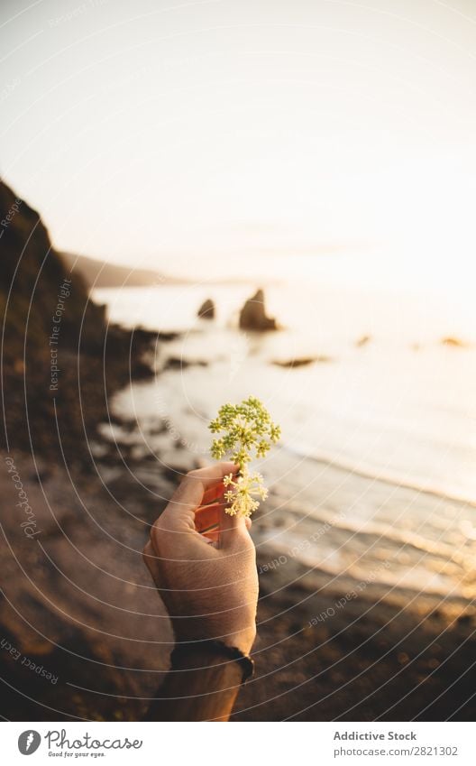 Hand holding flower at seaside Human being Man Flower Small Blossom leave Ocean Landscape Water Coast Vacation & Travel Nature Summer Sky Rock Island Tourism