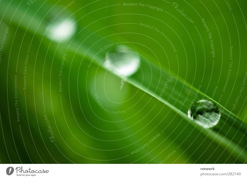 Fresh ahead Life Harmonious Expedition Environment Nature Plant Elements Water Drops of water Grass Fluid Wet Natural Green Optimism Willpower Serene Equal