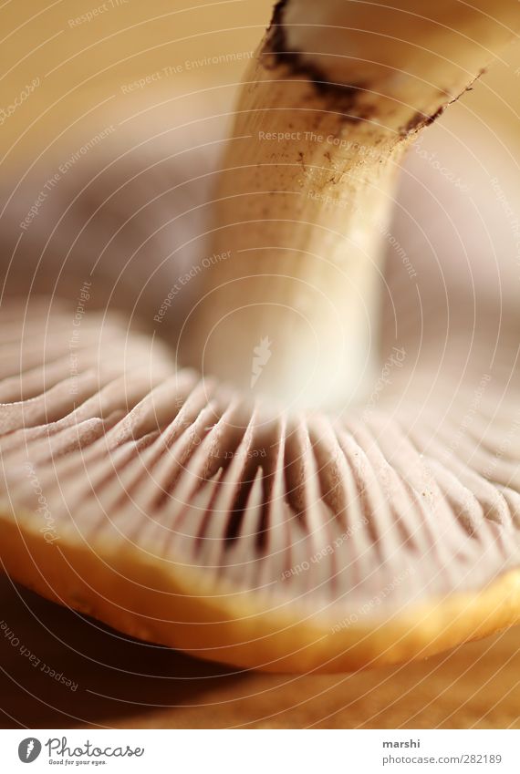 mushy Food Nutrition Eating Nature Plant Brown Yellow Mushroom Lamella Autumn Edible Shallow depth of field Colour photo Close-up Detail